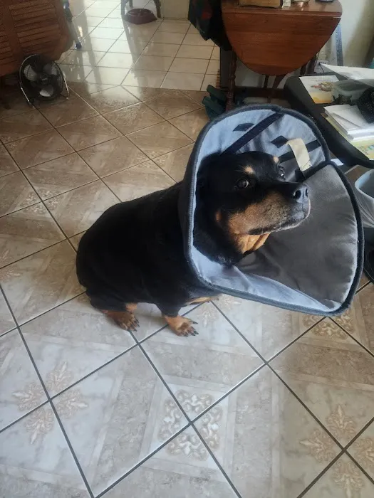 City Pet Hospital 12