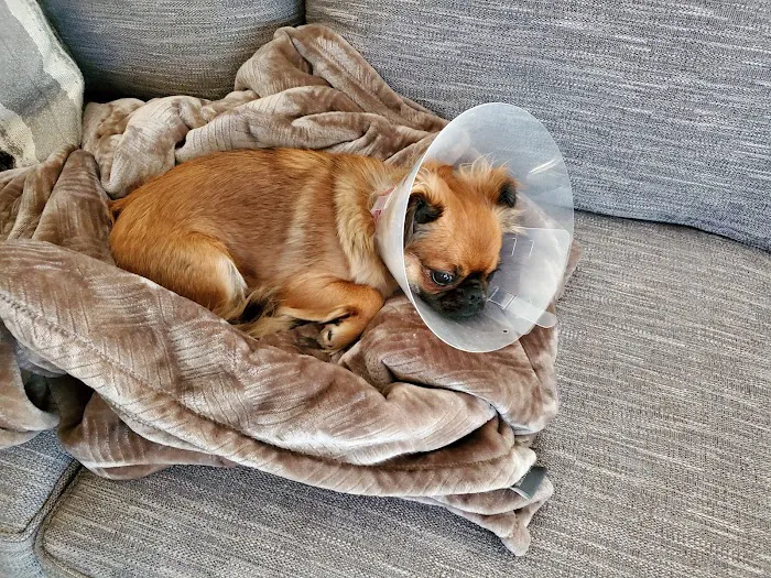 Chino Veterinary Hospital 12