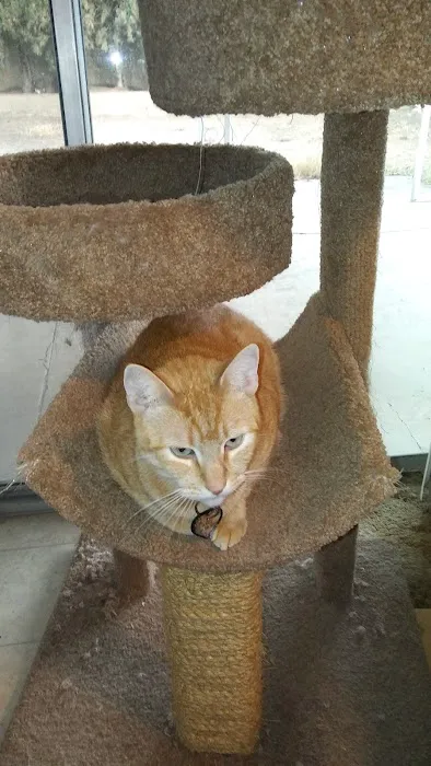 Chino Veterinary Hospital 12