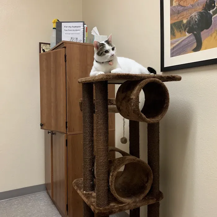 Arrow Dog And Cat Hospital 10