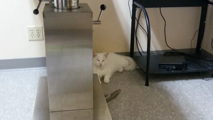Arrow Dog And Cat Hospital 1