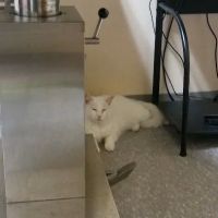 Arrow Dog And Cat Hospital ico