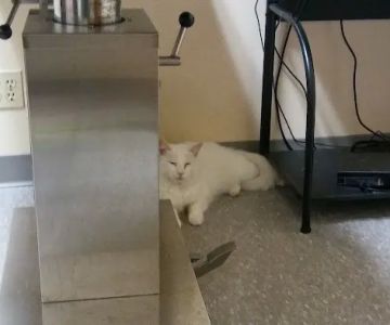 Arrow Dog And Cat Hospital