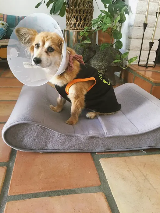 Arrow Dog And Cat Hospital 4