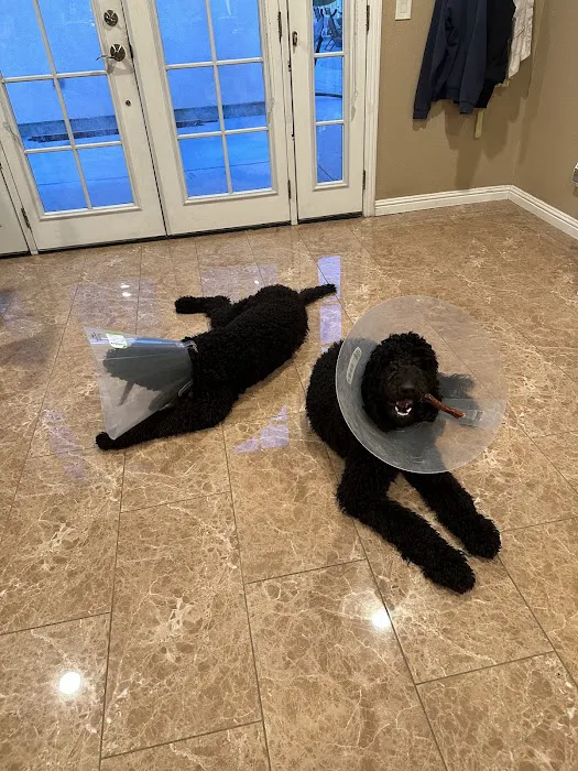 Priceless Pets Rescue- Vet Clinic 5