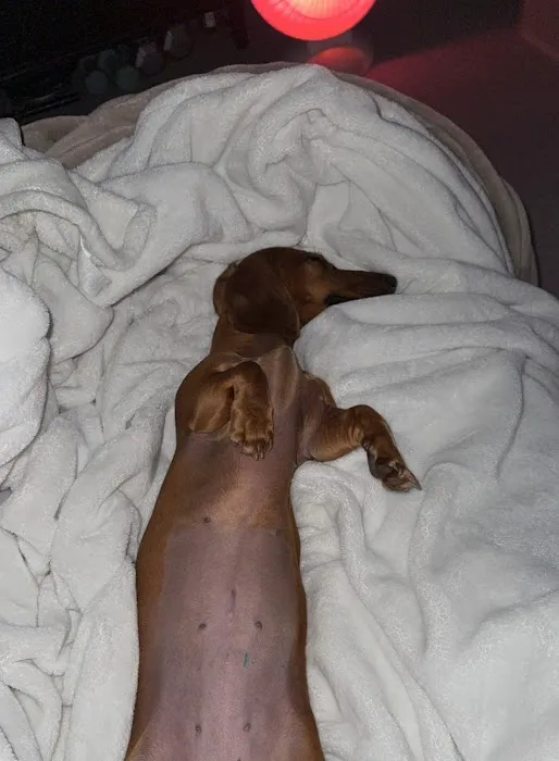 Priceless Pets Rescue- Vet Clinic 4