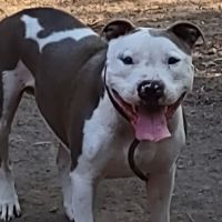 All Creatures Veterinary Services: Civey Jim DVM ico