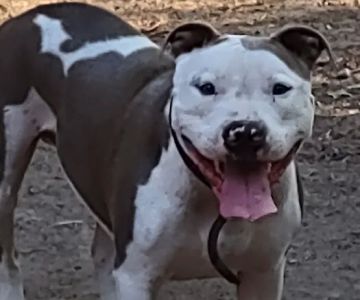 All Creatures Veterinary Services: Civey Jim DVM