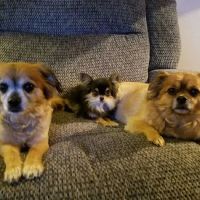 All Creatures Veterinary Services ico