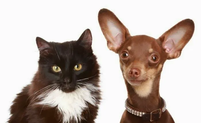 Veterinary Center Family Pet Care 1