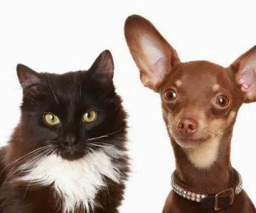 Veterinary Center Family Pet Care