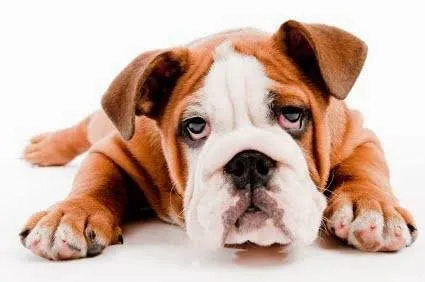 Veterinary Center Family Pet Care 5