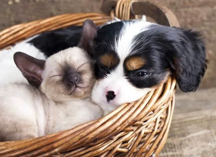Veterinary Center Family Pet Care 8
