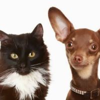 Veterinary Centers: Sherwood H J DVM ico