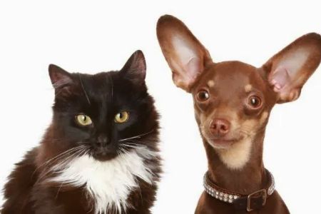 Veterinary Centers: Sherwood H J DVM