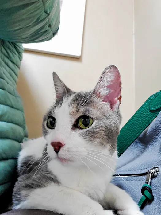Pet Townsend Veterinary Clinic 3