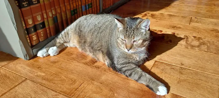 Penn Cove Veterinary Clinic 12