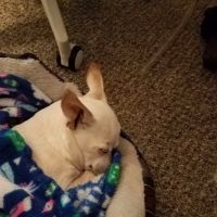 North Whidbey Veterinary Hospital ico