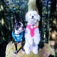 North Whidbey Veterinary Hospital: Mangiameli John J DVM ico