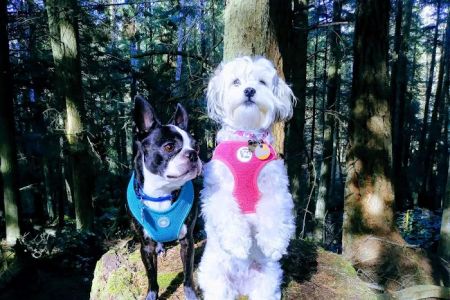 North Whidbey Veterinary Hospital: Mangiameli John J DVM