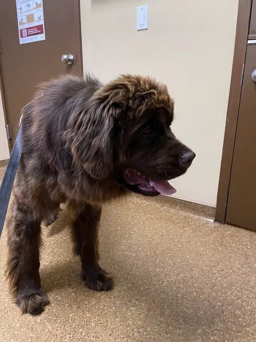 Best Friend's Veterinary Center 12