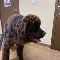 Best Friend's Veterinary Center ico