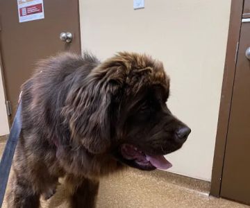 Best Friend's Veterinary Center