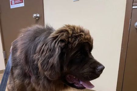 Best Friend's Veterinary Center