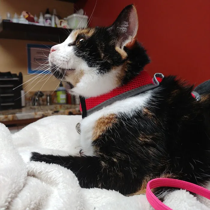 Best Friend's Veterinary Center 12