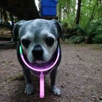 Apple Tree Cove Animal Hospital ico