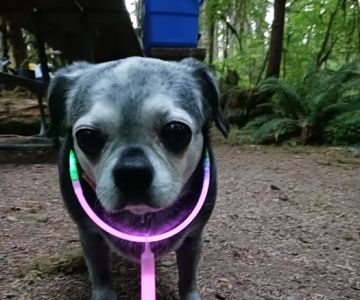 Apple Tree Cove Animal Hospital