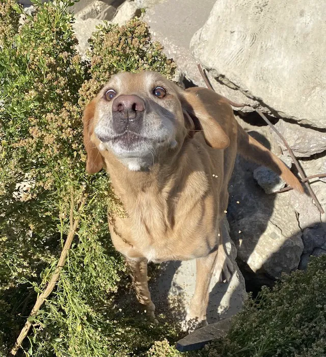 Apple Tree Cove Animal Hospital 4