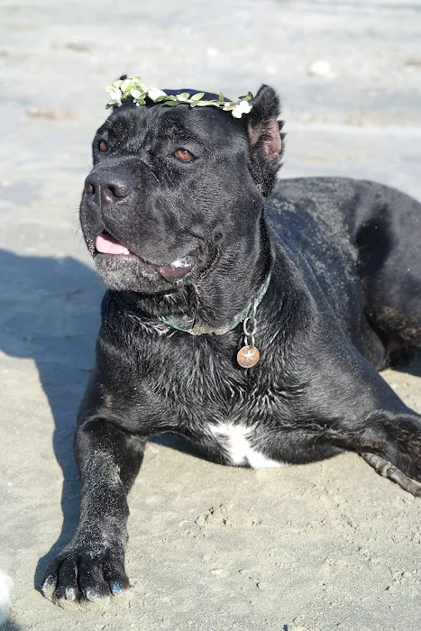 Apple Tree Cove Animal Hospital 7
