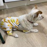 Balanced Pet NW ico