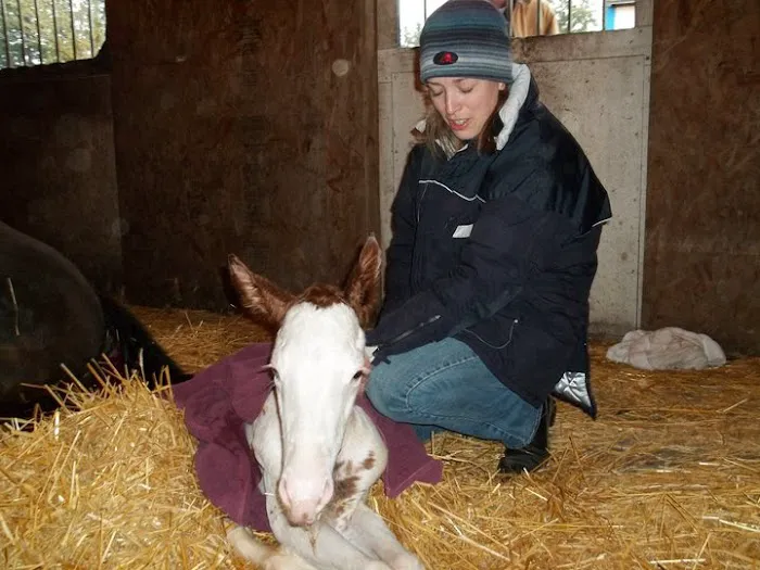 Sound Equine Veterinary Hospital 12