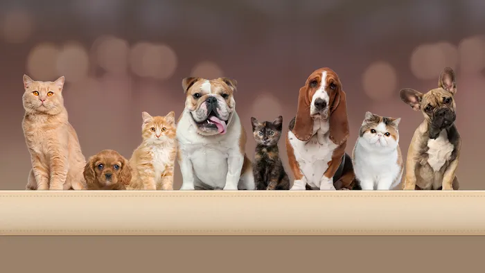 Clifton Hollow Animal Hospital 12