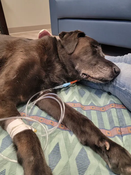 Animal Emergency & Specialty Center 12