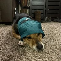 Animal Emergency & Specialty Center ico