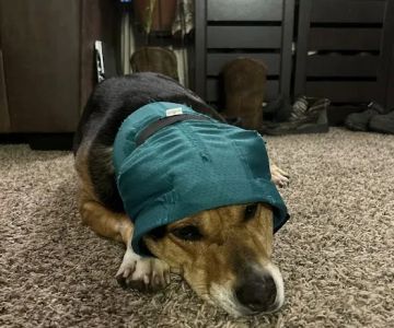 Animal Emergency & Specialty Center