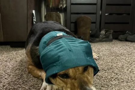 Animal Emergency & Specialty Center