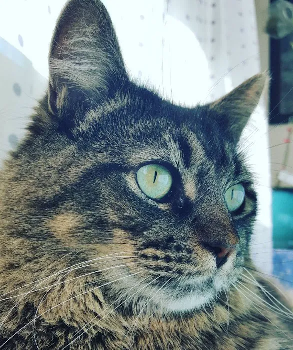 Animal Emergency & Specialty Center 12