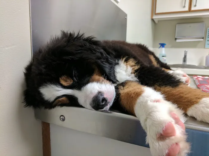 Animal Emergency & Specialty Center 12
