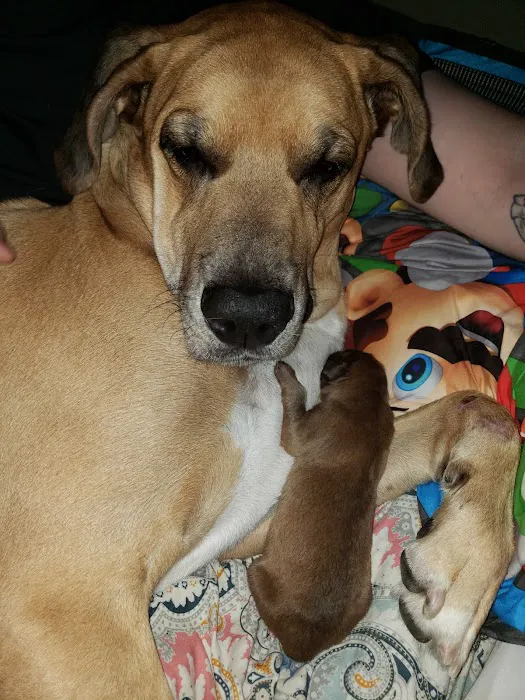 Poulsbo Animal Clinic 12