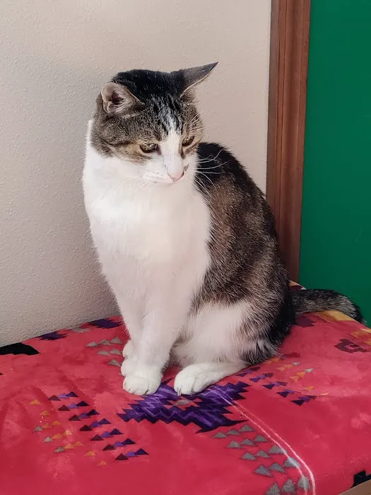 Poulsbo Animal Clinic 12