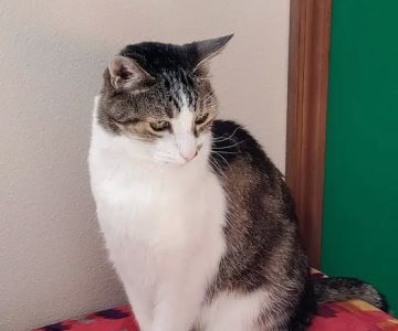 Poulsbo Animal Clinic