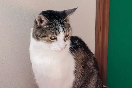 Poulsbo Animal Clinic