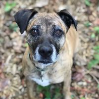 Companion Animal Wellness Center ico