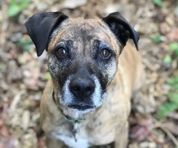 Companion Animal Wellness Center