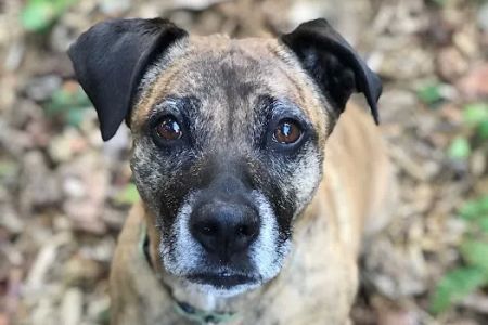 Companion Animal Wellness Center