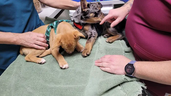 North Bend Animal Clinic 2